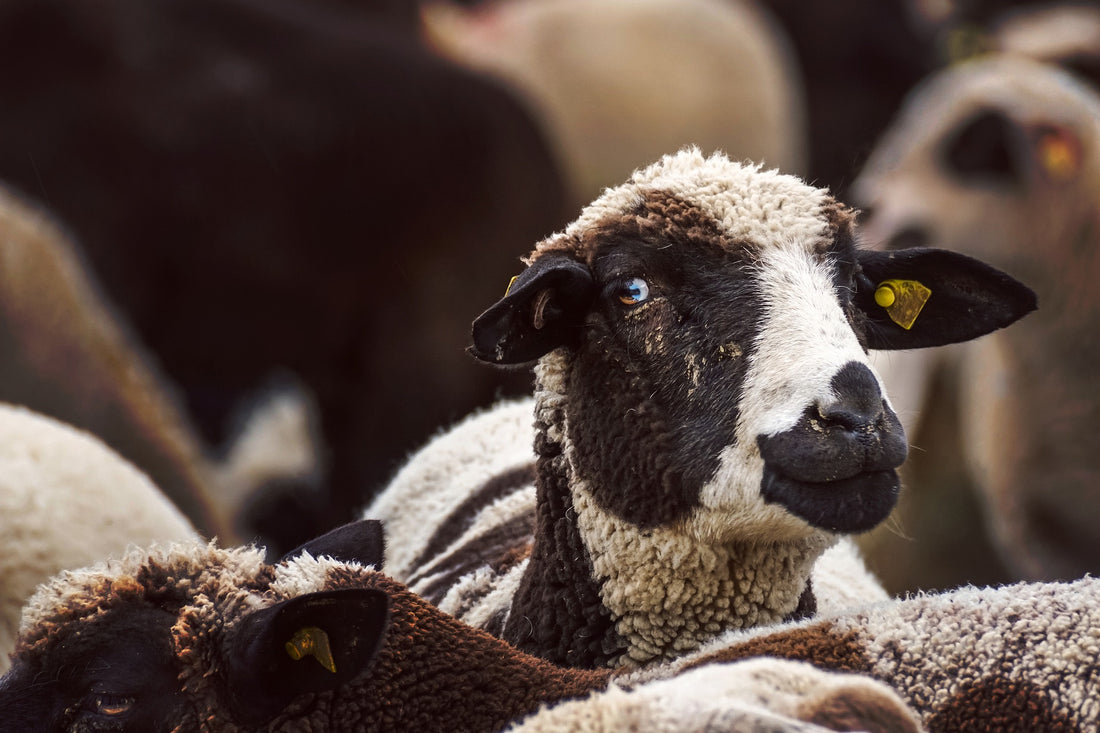 Onderhoud van schapenvachten
